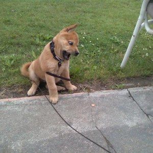 Meet your Posher, Brian